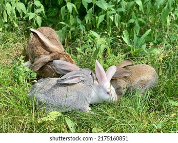 Many Rabbits Are Sitting In The Green Grass.