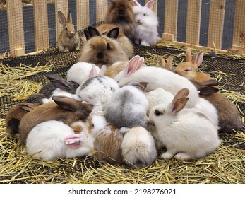 Many Rabbits Of Various Colors