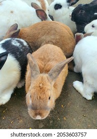 Many Rabbits Of Various Colors Are Happily Eating