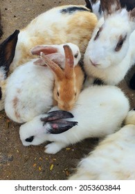 Many Rabbits Of Various Colors Are Happily Eating