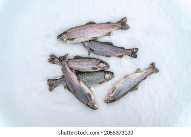 Many Rainbow Trout Fish On Snow. Winter Trout Fishing At Area Lake