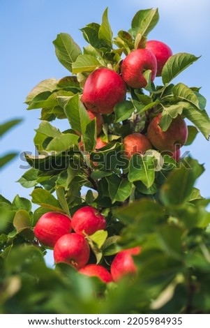 Many red apples on tree ready to be harvested. Ripe red apple fruits in summer garden. Selective focus.