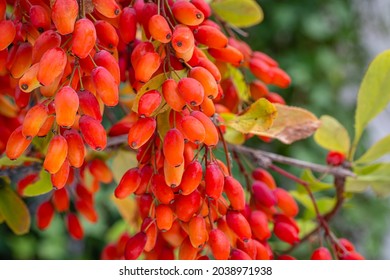 Muchas frutas la Berbería