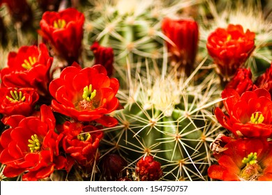 Many red blooms on top of barrel cactus