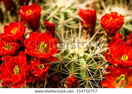 Many red blooms on top of barrel cactus