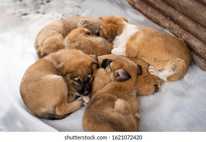 Many Red Or Brown Hungry Puppies Lying On Snow, Selective Focus.