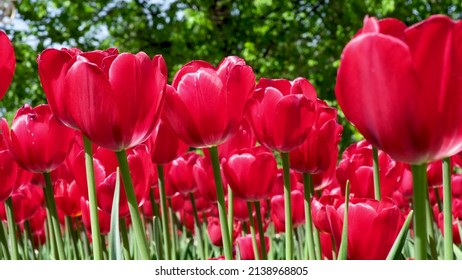 Many Red And Burgundy Tulips Sway In The Wind In An Open Space In The Park. Concept Of A Greeting Card For Valentines Day, Mothers Day, International Womens Day, Flower Delivery. 4k