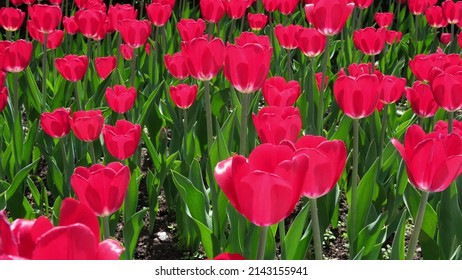 Many Red And Burgundy Tulips Sway In The Wind In An Open Space In The Park. Concept Of A Greeting Card For Valentines Day, Mothers Day, International Womens Day, Flower Delivery. 