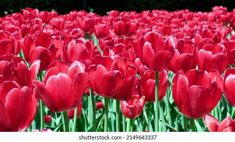 Many Red And Burgundy Tulips Sway In The Wind In An Open Space In The Park. Concept Of A Greeting Card For Valentines Day, Mothers Day, International Womens Day, Flower Delivery.