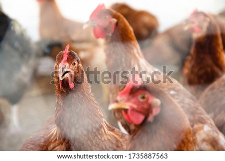 Similar – Image, Stock Photo chicken Animal Farm animal