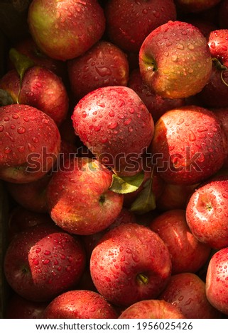 Many red empire apples, wet with water droplets, are piled into a large container and photographed from above. Image is closely cropped to include the fruit only.