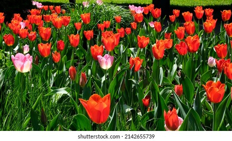 Many Red And Pink Tulips Sway In The Wind In An Open Space In The Park. Concept Of A Greeting Card For Valentines Day, Mothers Day, International Womens Day, Flower Delivery. 