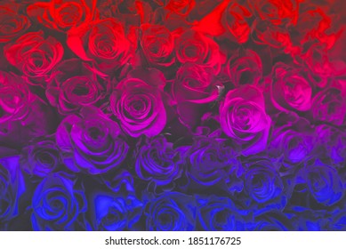 many  red  purple and blue roses  with red petals, festive bouquet
