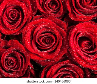 Many red roses covered in dew. - Powered by Shutterstock