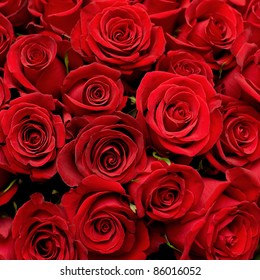 many red roses shot in shallow DOF - Shutterstock ID 86016052