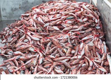 Many Red Seafood Fish, Seafood Wharf