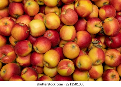 Many Of Red Yellow Apples In Full Frame. Bright Summer Food Fruit Background.