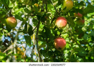 Many Ripe Apples Are Hanging On An Apple Tree In The Garden On A Sunny Day