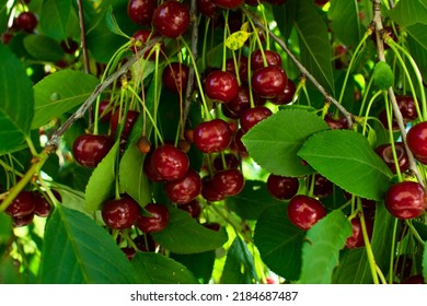 Many Ripe Cherries Hanging On Cherry Tree Branch, Close Up. Fruit Tree Growing In Organic Cherry Orchard On A Sunny Day