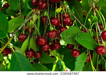 Many ripe cherries hanging on cherry tree branch, close up. Fruit tree growing in organic cherry orchard on a sunny day