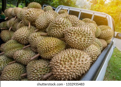 Many Ripe Durians In The Trunk Of Pickup Car. Smelly Fruit. 