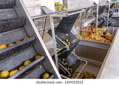 Many Ripe Fall Apples In A Container, Ready To Squeeze Apple Juice