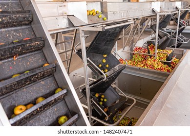 Many Ripe Fall Apples In A Container, Ready To Squeeze Apple Juice