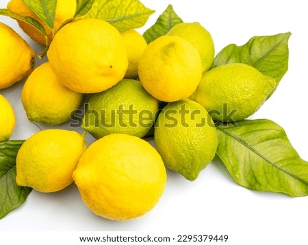 Many ripe and greenish lemons on a branch with green leaves isolated close-up on a white background