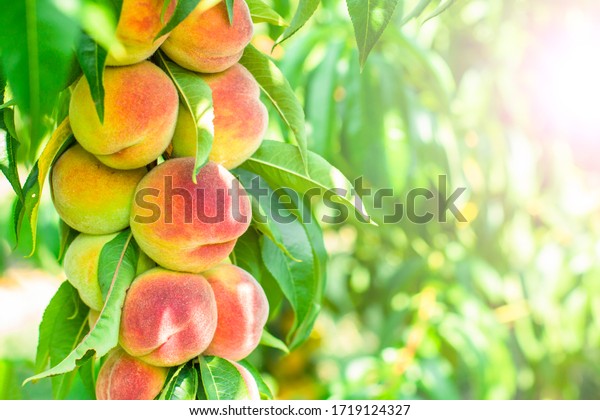 many ripe peaches on a tree in the\
garden on which the sun shines. delicious\
fruits.
