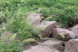 Many Rocks Are Overgrown With Lush Weeds, Natural Remote Undeveloped Wasteland