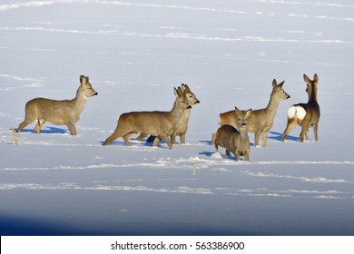 Many  Roe Deer Run Over A Meadow In Winter