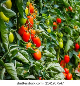 Many Roma Tomatoes In Summer Garden. Best Heirloom Tomato Varieties. Delicious Heirloom Tomatoes Vine