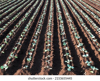 Many row ridge planting with green seedling of cabbage. Young cabbage growing in gardening.