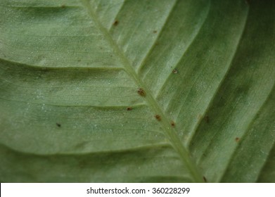 Many Of Scale Insects On A Leaf Houseplant.