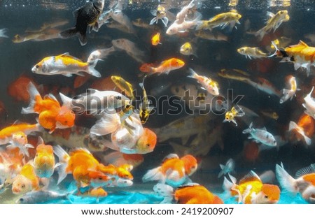 Many schools of goldfish fish in aquariums are sold at the Splendid Malang animal market
