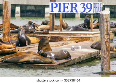 Many sea lions on Pier 39 in San Francisco, California, USA. Symbol of american city and tourist attraction. On rainy day with fog.