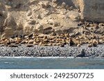 Many sea lions (Otaria flavescens, a fur seal) sunbathing on the beach. Santa Marta Island, Punta Arenas, Chile. 