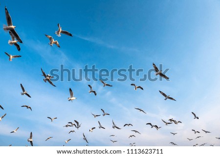 Many seagulls fly against the blue sky
