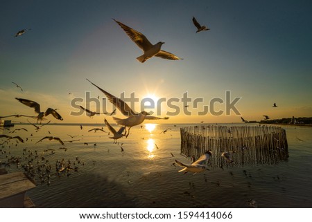 Similar – Seagulls at sunset by the sea