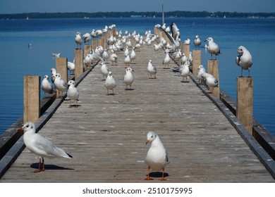 Many seagulls Larus Argentatus on a wooden boat pier at the lake Steinhude Steinhuder Meer in Lower Saxony, Germany, Europe. - Powered by Shutterstock