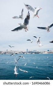 Many seagulls on the Bosporus Strait, Istanbul