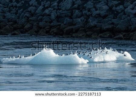 many seagulls on the drift ice in Diamond Beach, Iceland