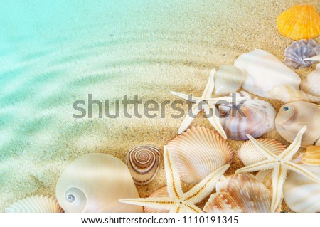 Many seashells and sea starfishes on sea bottom