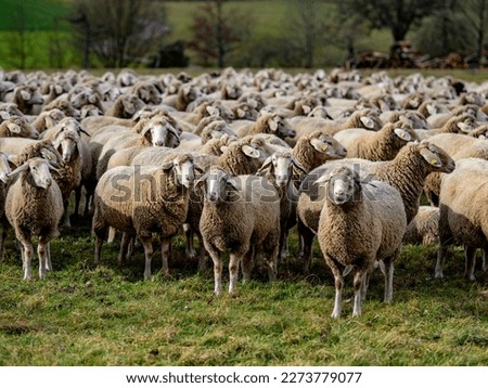 Many sheep graze on a meadow
