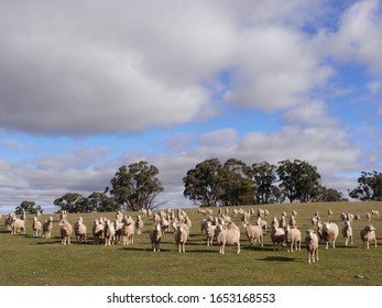 Many Sheep On Australian Farm