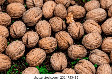 Many shelled walnuts photographed on the grass - Shutterstock ID 2314953485