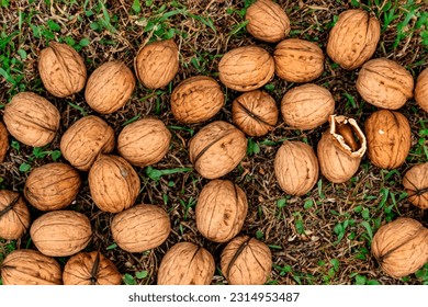 Many shelled walnuts photographed on the grass - Shutterstock ID 2314953487