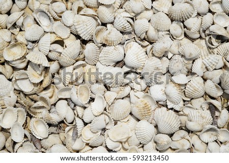 Many shells