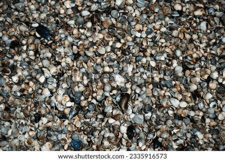 Similar – Image, Stock Photo many shells lie in the sand