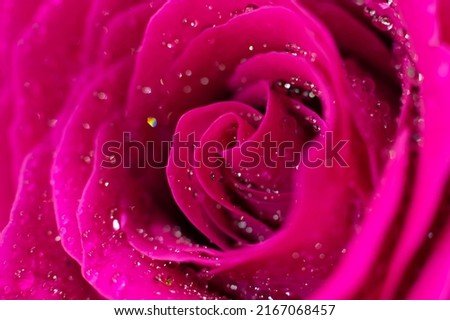 Many shining little water droplets on silken delicate rose petals. Wet magenta macro rose flower. Background as floral design element